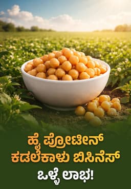 ಹೈ ಪ್ರೋಟೀನ್ ಕಡಲೆಕಾಳು ಬಿಸಿನೆಸ್ ಒಳ್ಳೆ ಲಾಭ!