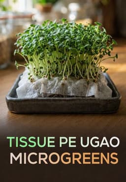 Tissue Pe Ugao Microgreens