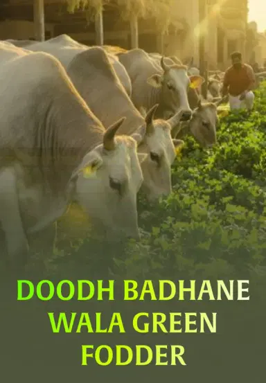 Doodh Badhane Wala Green Fodder
