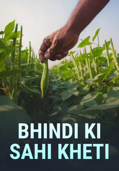 Bhindi Ki Sahi Kheti