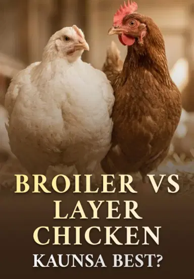 Broiler Vs Layer Chicken- Kaunsa Best?