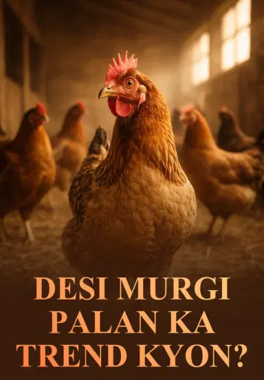 Desi Murgi Palan Ka Trend Kyon?
