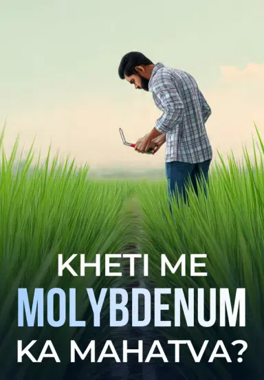 Kheti Me Molybdenum Ka Mahatva?