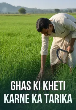 Ghas Ki Kheti Karne Ka Tarika