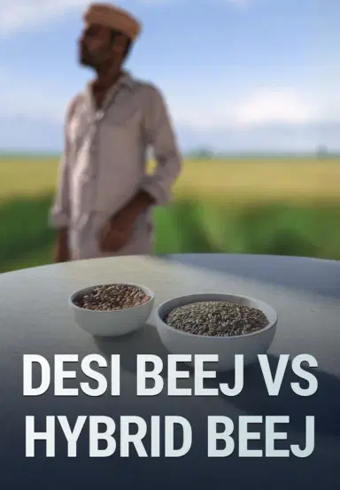 Desi Beej Vs Hybrid Beej