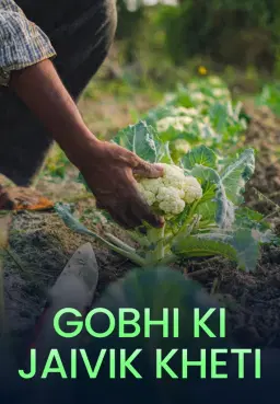 Gobhi Ki Jaivik Kheti