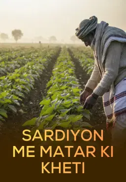 Sardiyon Me Matar Ki Kheti