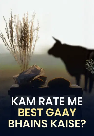 Kam Rate Me Best Gaay, Bhains Kaise?