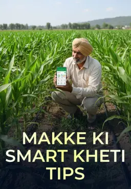 Makke Ki Smart Kheti Tips