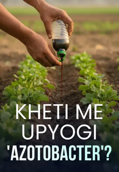 Kheti Me Upyogi 'Azotobacter'?