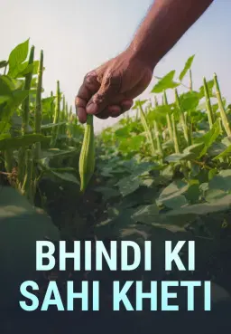 Bhindi Ki Sahi Kheti