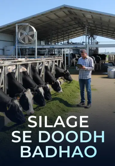 Silage Se Doodh Badhao